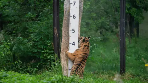 PA Media  A tiger leaning against tree