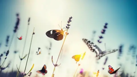 Getty Images butterflies