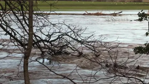 BBC Swollen river water racing by viewed through branches of tree hanging over the river bank