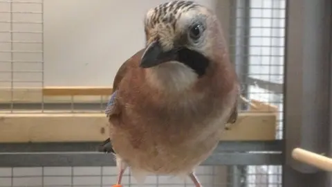 Rachael Miller Eurasian jay