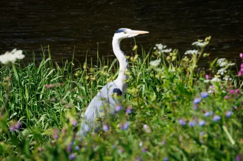 Ben Rowley Heron on the River Tweed in Kelso