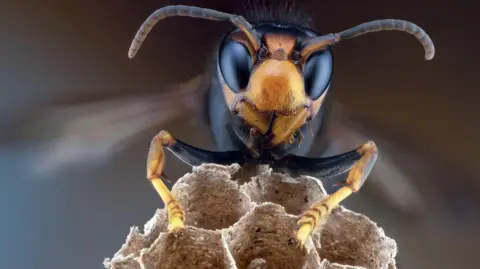 An Asian hornet sits on some brown comb. It has large black eyes, a yellow face, yellow feet and brown antennae 