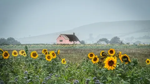 A field full of sunflowers sits in front of a pink house with a thatched roof and a large hill slightly obscured by mist. 