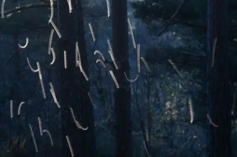 Toby Houlton The gnats have been photographed using a slow shutter speed against a woodland backdrop.