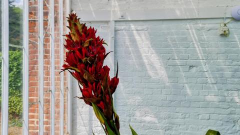 Red flowers on a giant spear lily plant