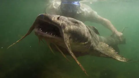Zeb Hogan/UN A brown coloured catfish, with whiskers, and an open mouth a few sharp teeth is seen in middy water. A male researcher wearing blue goggles swims behind the catfish 
