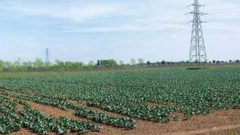 South Holland District Council Vegetable field