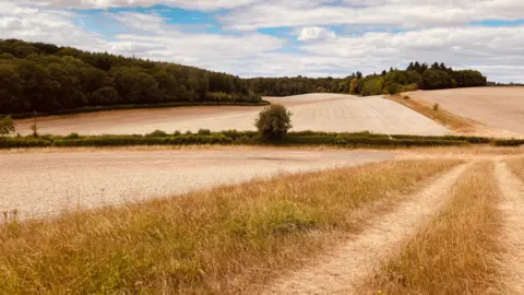 TAG Rolling fields - turned brown and yellow by the sun - bordered by trees.
