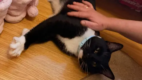 Family handout Kitten Mancs at home, being stroked by one of the family members. 