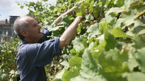 BBC News Nick Mair working among grapevines in a small vineyard. He is standing between rows of vines, reaching into the foliage to tend the plants. The vines fill the right hand side of the image and small clusters of grapes can be glimpsed among the foliage.