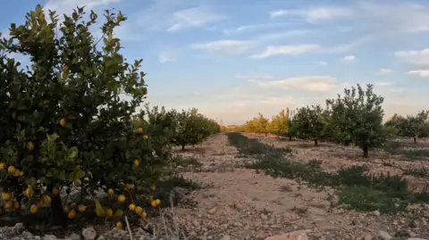 Two rows of lemon trees are separated from the path of a dirt with a small patches of rough grass in the middle. The closest lemon of the camera with a broad blue sky over the trees shines. There are some light clouds and an extinct sunlight in the distance. 