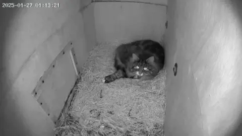 Andy A fluffy cat laying in the corner of a wooden owl nest box. The image is in black and white. 