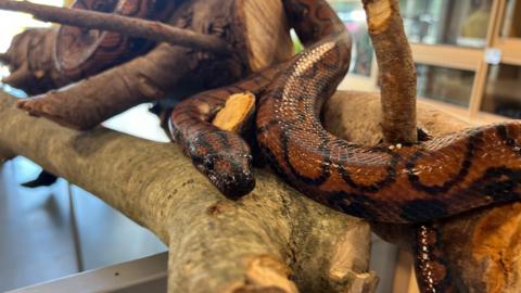 Ronaldo, a boa constrictor with brown and black patterning on her skin can be seen wrapped around a broken tree branch