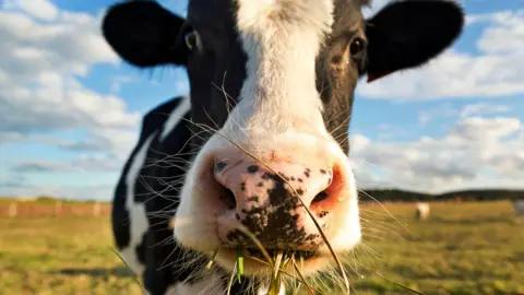 Getty Images A cow chewing grass.