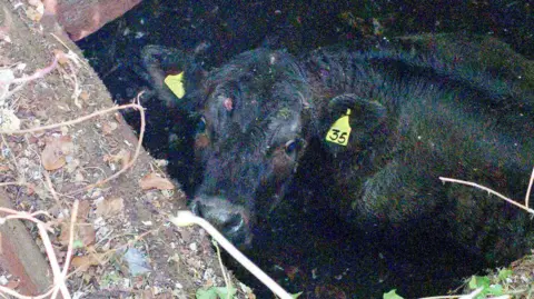 SFRS A stranded black heifer with the number 35 on the tag on its ear looks out forlornly from inside an ice house