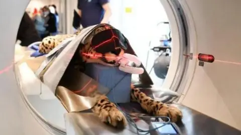 The Big Cat Sanctuary A yellow and black leopard lying down, entering a medical machine