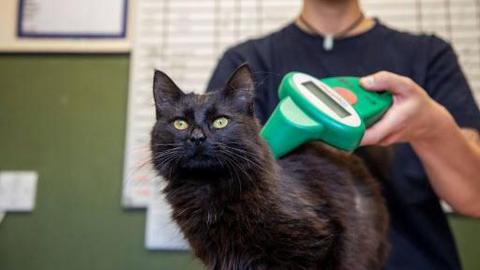 A black cat being microchipped by a vet using a microchipping machine. The vet is standing behind it in what seems to be a surgery