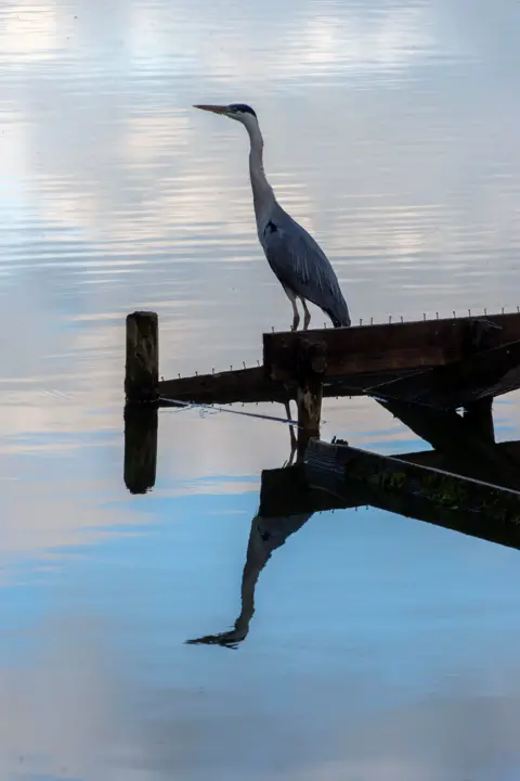 Boyd Wild A heron standing on wooden pier. The water is still with the reflection of the heron in it. 