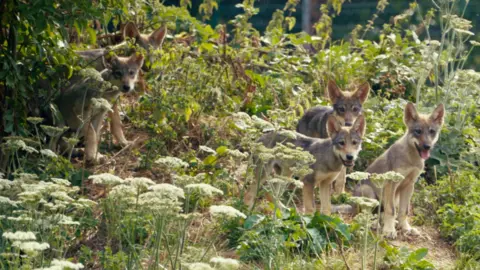 Tom Anders About five wolf pups can be seen amongst green vegetation inside an enclosure. They all have their ears pricked up and tongues lolling out of their mouths.