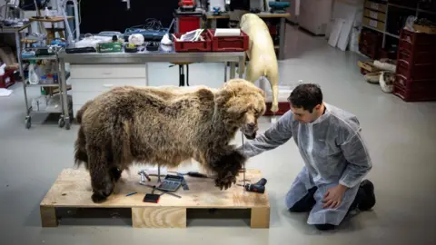 LIONEL BONAVENTURE/AFP via Getty Images The taxidermized bear, being worked on by the taxidermist in his workshop with many bits of equipment and tools in the background.