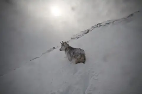 Paul Noble/SAIS Southern Cairngorms Avalanche dog in Southern Cairngorms