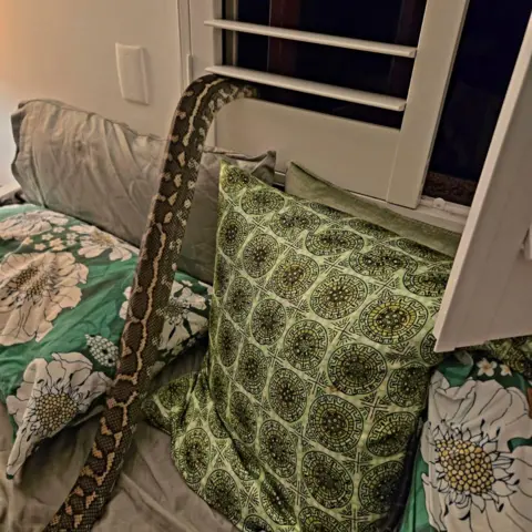 Rachel Bloor The body of a carpet python is draped from a window down to a bed below that has colourful green pillos and grey sheets.