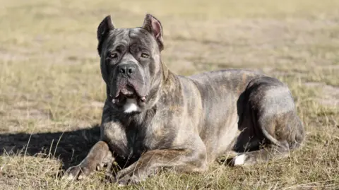 Getty Images A Cane Corso dog