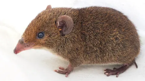 Charoenchai Tothaisong/CC BY-NC 4.0 DEED Hylomys peguensis photographed in Wang Nam Khiao District, Nakhon Ratchasima, Thailand