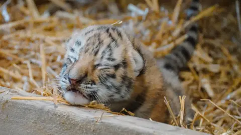 A young tiger club leans up against the windows of its enclosure. It has its eyes closed and is lying on a bed of straw