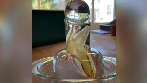 CUGB Moonflower petals