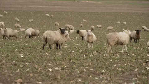 A flock of sheep in a field.