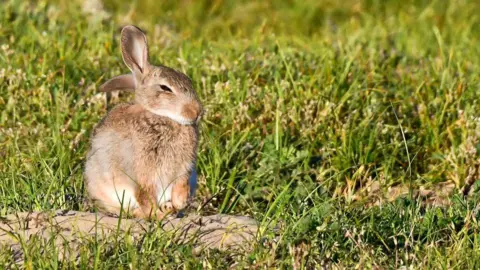 Dean Macey a bunny in a field 