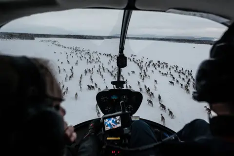 Getty Images Herding reindeer by helicopter