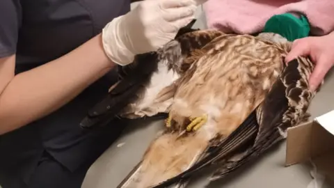 RSPB The red kite being treated