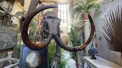 A mammoth skeleton stands in a cluttered room containing other fossils, artworks and plants. The room has exposed brickwork and no soft furnishings. Bright light is coming from a window high up the far wall.