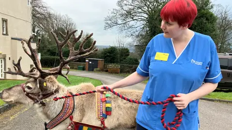 Ellie Rhodes A reindeer on a lead being held by a member of nursing staff outside the hospice