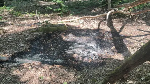A scorched ground in East Blean Woods, Kent. There are trees and shrubs surrounding the damaged ground. 