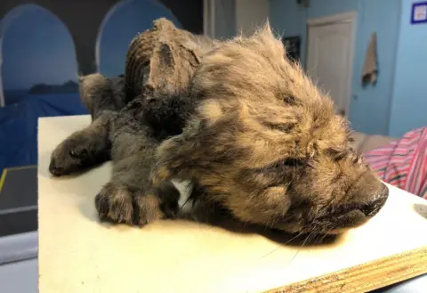 Sergey Fedorov The puppy in a laying down position