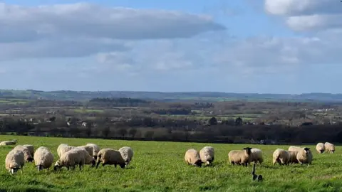 Neady Peady A field with several sheep eating grass