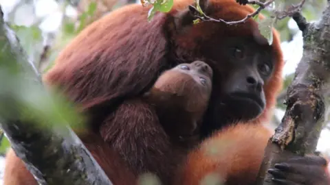 Yorkshire Wildlife Park The baby howler monkey being held