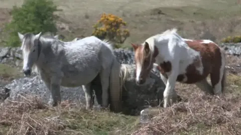 Two ponies graze on moorland in the heat.