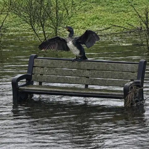 Kelly Michie A cormorant with its wings outstretched, on a bench which is sitting in swollen flood water.
