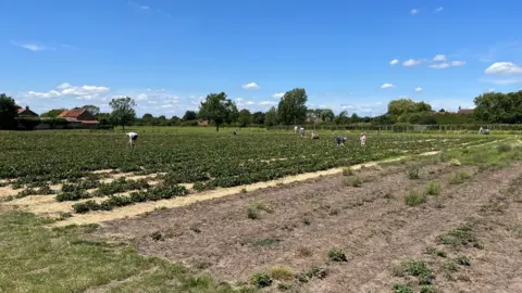 Kevin Shoesmith / BBC Customers search for strawberries at Scalby Grange