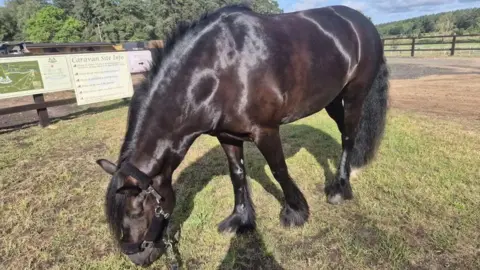 Suffolk Fire and Rescue Service A dark brown horse grazing on some grass.