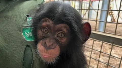 BBC Jane the chimpanzee cuddling her keeper Holly Whylock at Wingham Wildlife Park