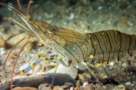 Chris Taylor Photo Sheringham Snorkel Trail sea bed