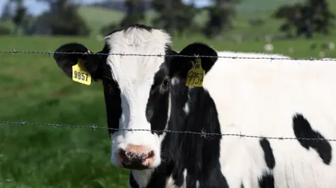 A black and white cow standing in a lush green field, looking through a barbed wire fence.