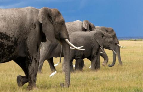 Four elephants walking in a grass field