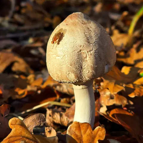 Georgeta A white fungi with a fly resting on it. It is a close up picture with a bed of brown leaves in Maidenhead. It is a sunny day.