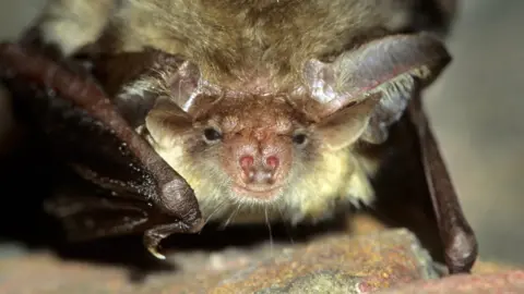 Getty Images Brown long-eared bat